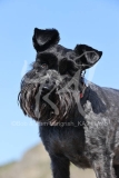 Schnauzer - Miniature