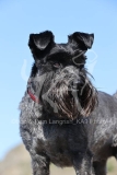 Schnauzer - Miniature