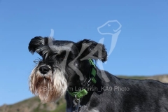Schnauzer - Miniature