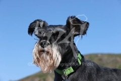 Schnauzer - Miniature