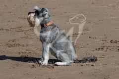 Schnauzer - Miniature