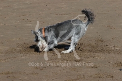 Schnauzer - Miniature