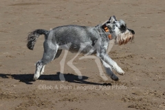 Schnauzer - Miniature