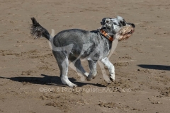 Schnauzer - Miniature