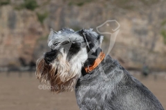 Schnauzer - Miniature