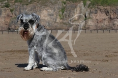 Schnauzer - Miniature