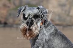 Schnauzer - Miniature