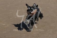 Schnauzer - Miniature