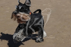 Schnauzer - Miniature