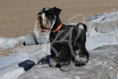 Schnauzer - Miniature