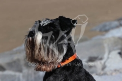 Schnauzer - Miniature