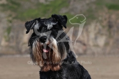 Schnauzer - Miniature