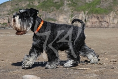 Schnauzer - Miniature