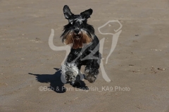 Schnauzer - Miniature