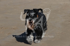Schnauzer - Miniature