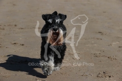 Schnauzer - Miniature