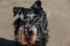Schnauzer - Miniature
