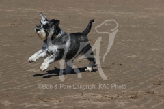 Schnauzer - Miniature
