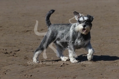 Schnauzer - Miniature