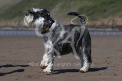 Schnauzer - Miniature