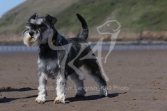 Schnauzer - Miniature