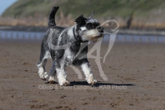 Schnauzer - Miniature