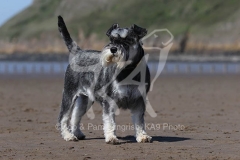 Schnauzer - Miniature