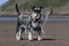 Schnauzer - Miniature