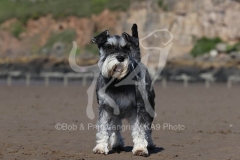 Schnauzer - Miniature