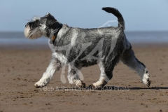 Schnauzer - Miniature