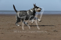Schnauzer - Miniature