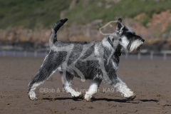 Schnauzer - Miniature
