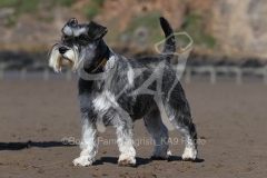 Schnauzer - Miniature