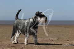 Schnauzer - Miniature