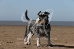 Schnauzer - Miniature