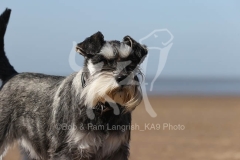 Schnauzer - Miniature