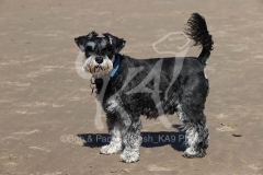 Schnauzer - Miniature