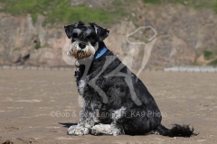 Schnauzer - Miniature