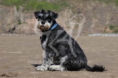 Schnauzer - Miniature