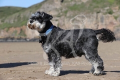 Schnauzer - Miniature