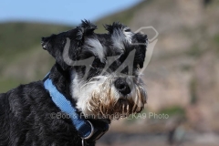 Schnauzer - Miniature