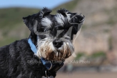 Schnauzer - Miniature
