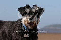 Schnauzer - Miniature