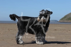 Schnauzer - Miniature