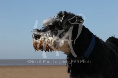 Schnauzer - Miniature