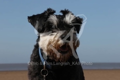 Schnauzer - Miniature