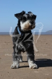 Schnauzer - Miniature