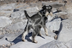 Schnauzer - Miniature