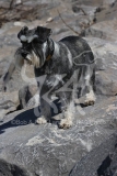 Schnauzer - Miniature