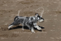 Schnauzer - Miniature